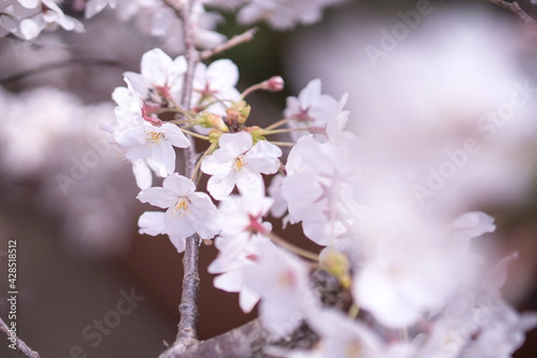 Obraz 桜