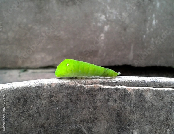 Obraz A green caterpillar