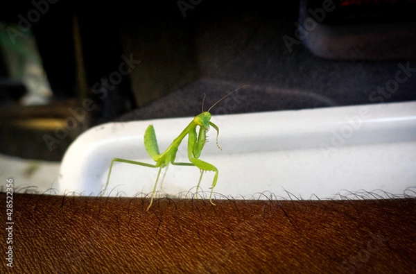 Obraz praying mantis 