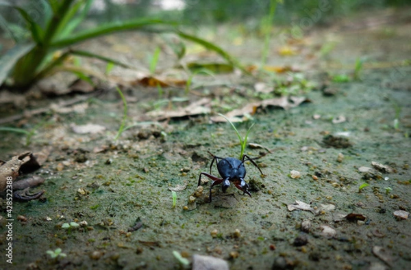 Obraz ant on the ground