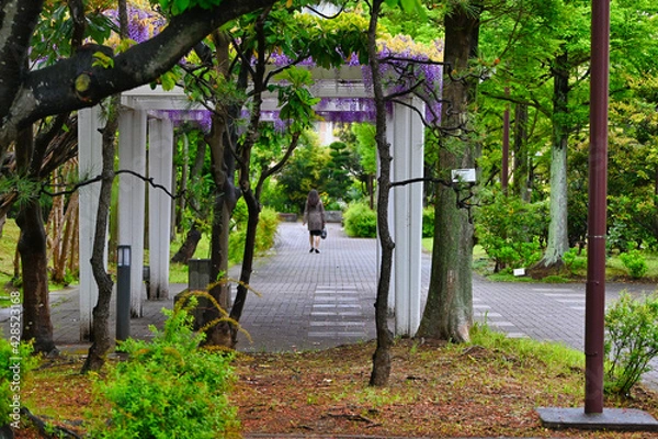 Obraz 雨の新緑と藤棚と女性の後ろ姿