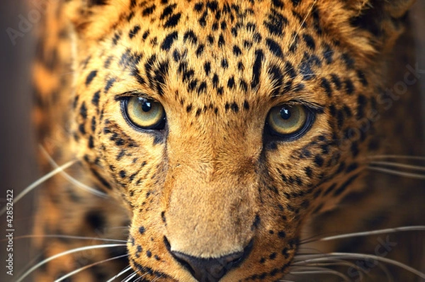 Fototapeta Leopard portrait