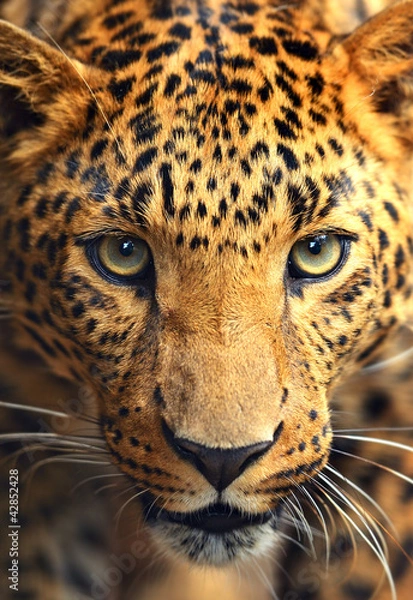 Obraz Leopard portrait