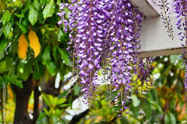 Obraz 雨の新緑と藤棚