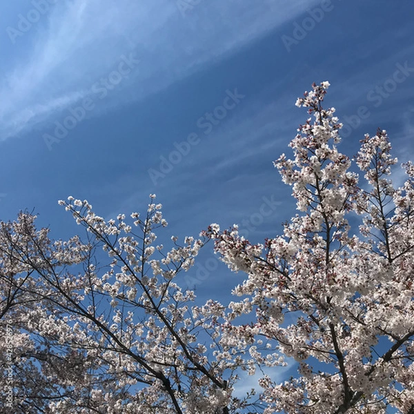 Obraz 벚꽃과 하늘