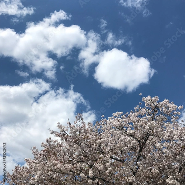 Fototapeta 벚꽃과 하늘