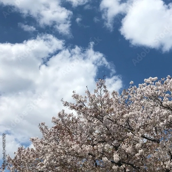 Obraz 벚꽃과 하늘