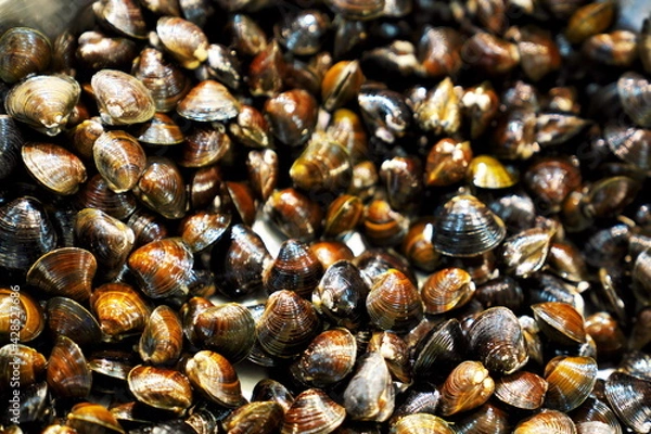 Obraz 採れたてのシジミ