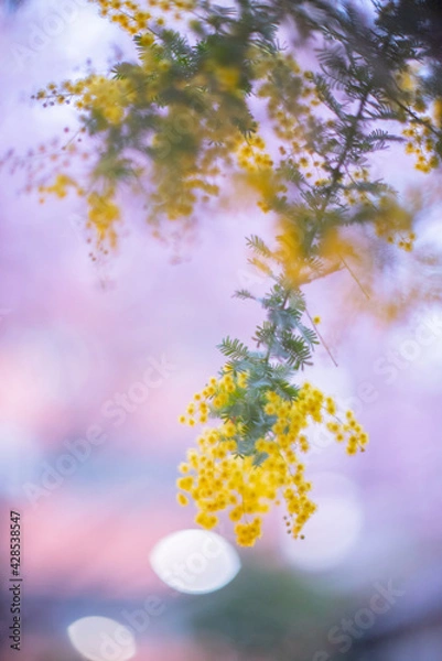 Obraz ミモザの春