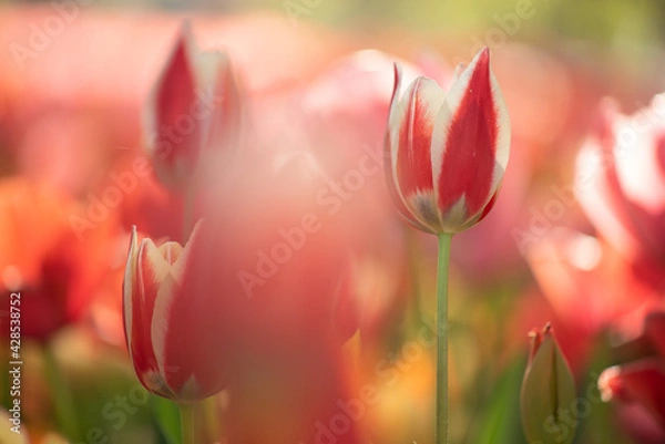 Obraz チューリップの昼下がり