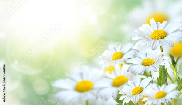 Obraz Beautiful chamomile flowers in the meadow. Spring meadow with sunny flowers in spring or summer. Nature background with blooming chamomile