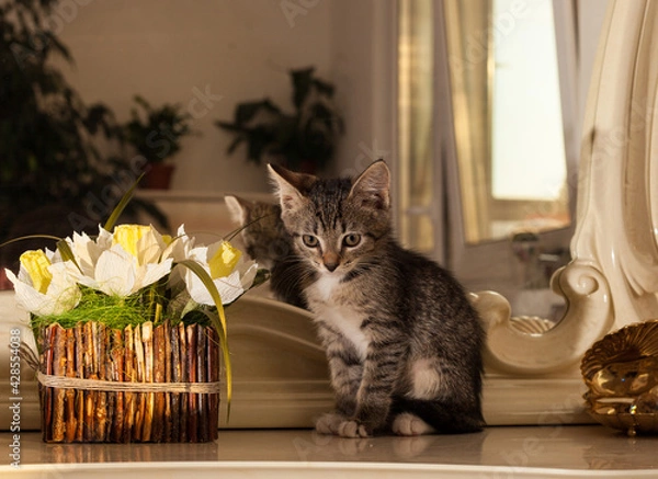 Obraz cat in the hand