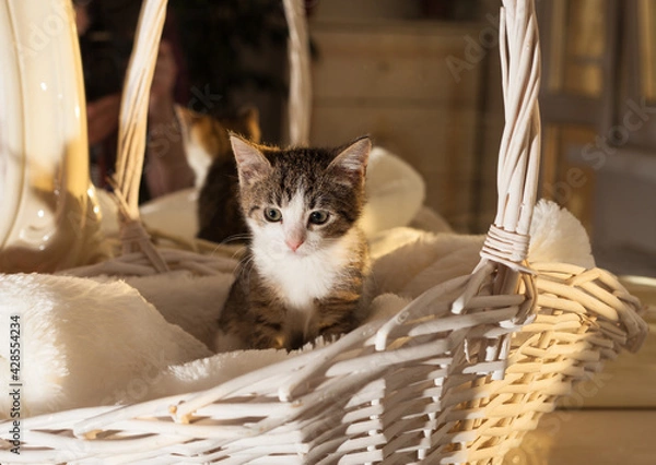 Obraz cat in the hand