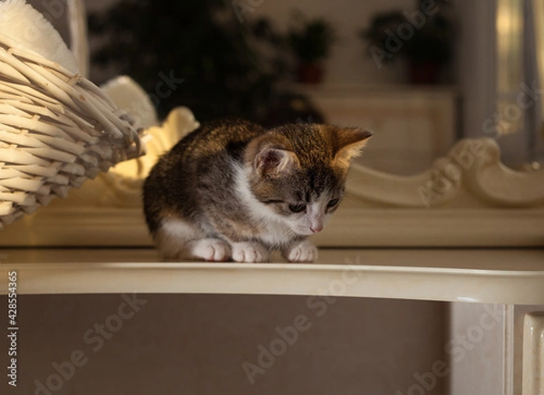 Obraz cat in the hand