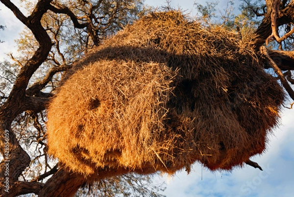 Obraz Webervogelnest/Namibia