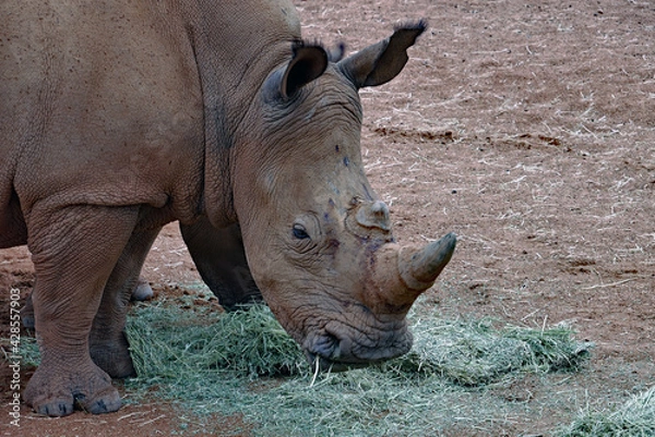 Obraz Breitmaul Nashorn