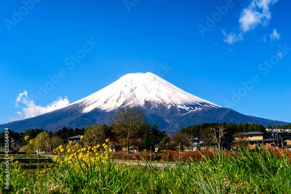 Obraz 日本を代表する風景、田んぼの畦道と黄色い花と晴れた日の富士山