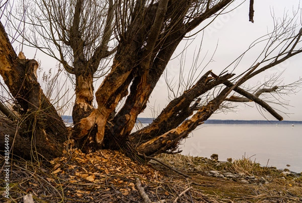 Obraz Bieberbiss am Ammersee