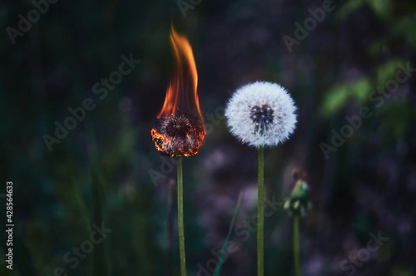 Fototapeta fire dandelion