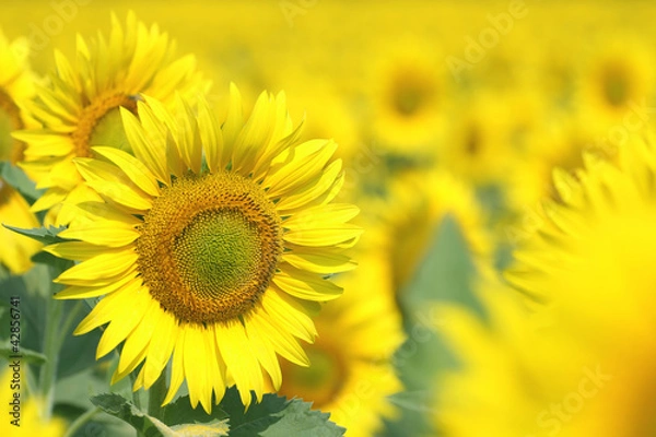 Obraz sunflowers
