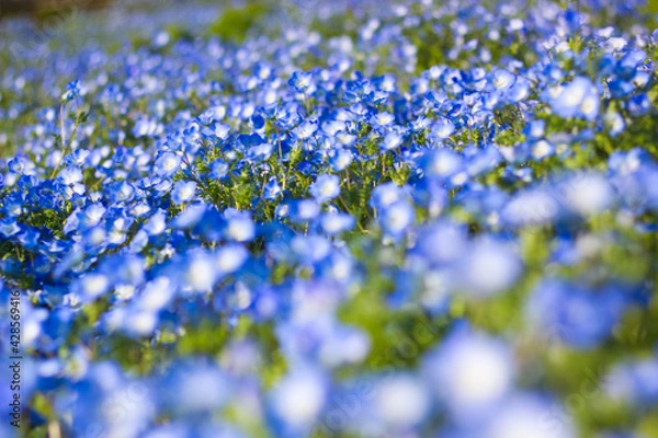Fototapeta 野原一面のネモフィラ