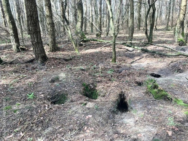 Obraz path in forest