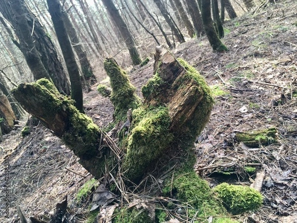 Obraz stump in the forest