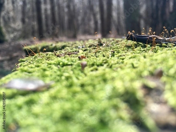 Obraz moss on the tree