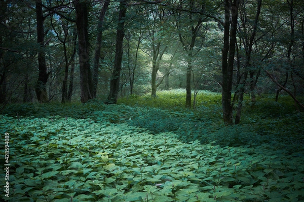 Obraz 爽やかで幻想的な朝霧が立ち込めた森林