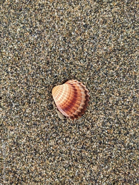 Fototapeta shells on the beach