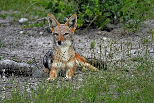 Obraz Schabrackenschakal, 