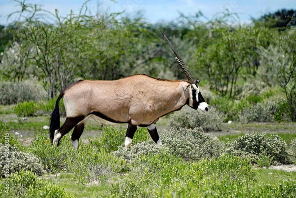 Obraz Oryx Antilope