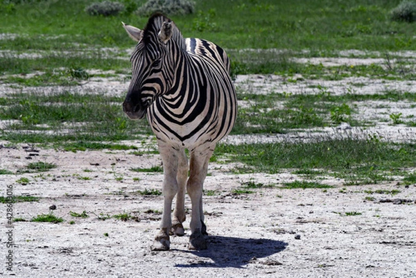 Obraz Steppen Zebra