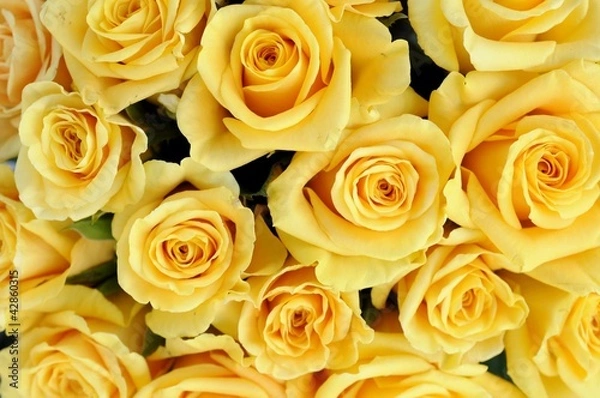 Obraz Żółte róże