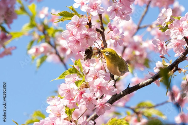 Fototapeta 河津桜とメジロ　千葉県市川市　日本