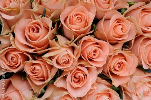 Obraz Różowe róże