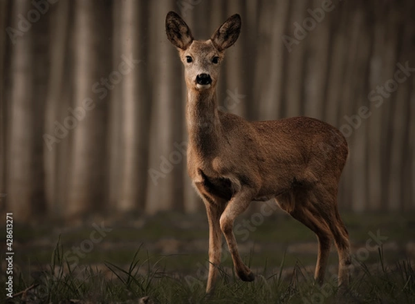 Obraz The pose and the light