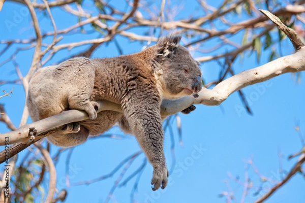 Obraz drzewo koala