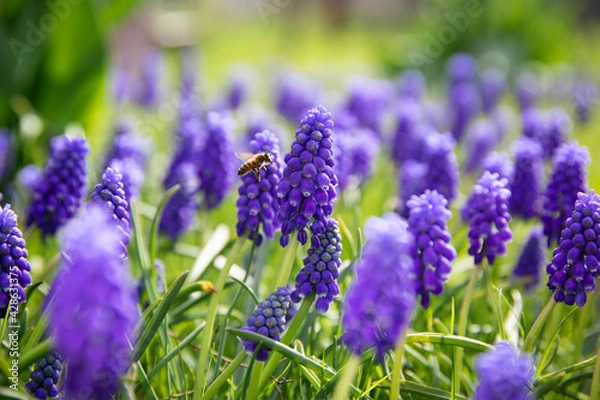 Obraz bee on a flower