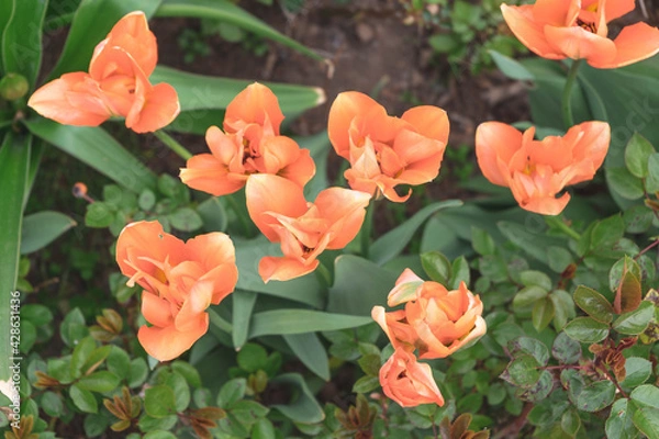 Fototapeta Orange Tulip field in spring with a orange . Top down shot.