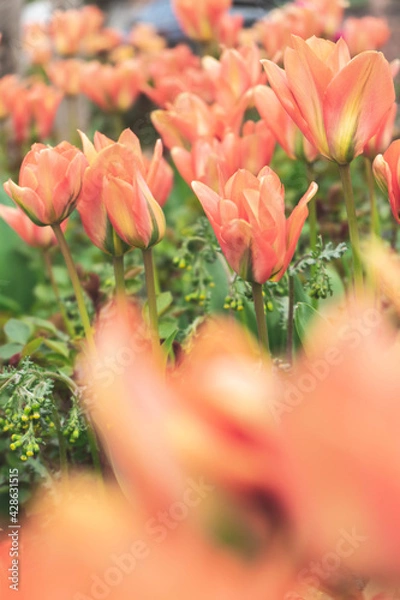 Fototapeta Orange Tulip field in spring with a orange bokeh in the foreground. Vertical format.