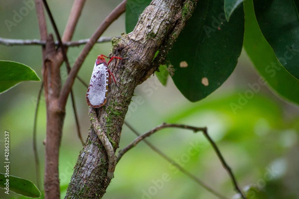 Obraz Butterfly on a tree brunch