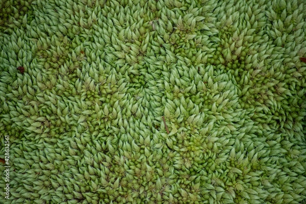 Obraz Green moss carpet, background texture
