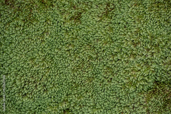 Obraz Green moss carpet, background texture