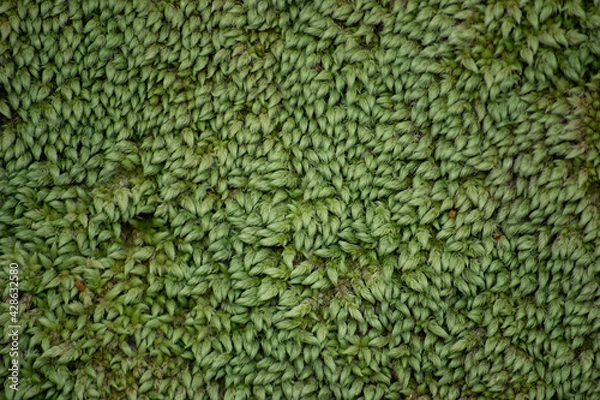 Obraz Green moss carpet, background texture