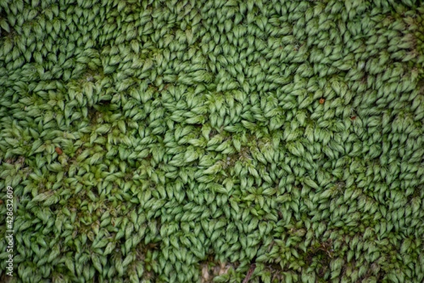 Obraz Green moss carpet, background texture