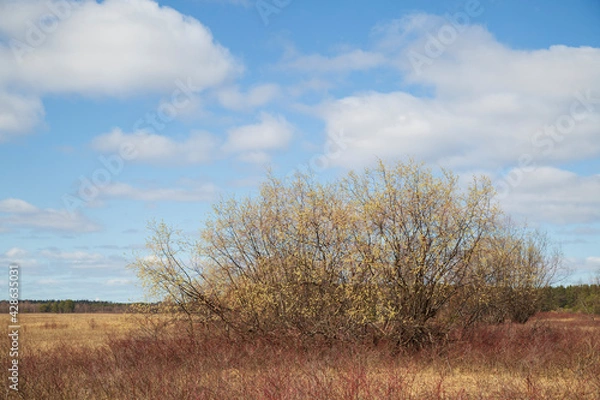 Fototapeta Willow blooms in spring in fields with lakes . Spring flowering.