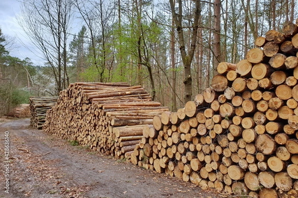 Obraz Holzlager im Wald, Forstwirtschaft, Waldumbau, Nadelholz, Borkenkäfer