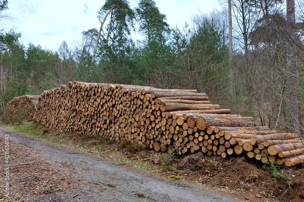 Obraz Holzlager im Wald, Forstwirtschaft, Waldumbau, Nadelholz, Borkenkäfer