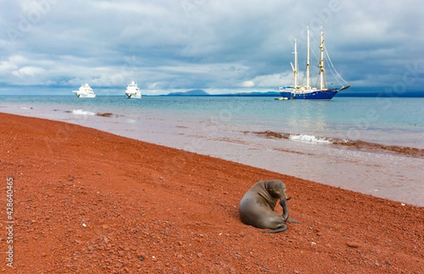 Obraz Seelöwe auf Rabida Galapagos